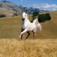 Horse Breeds HD